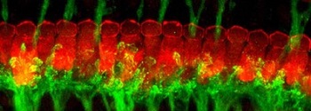 sensory-systems.jpg